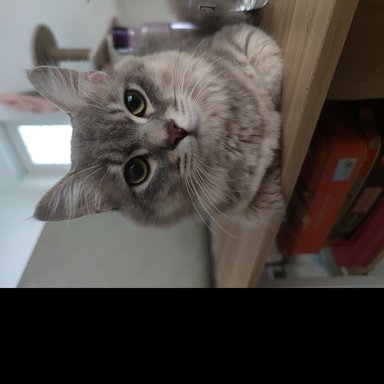 丸子哥